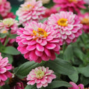 Zinnia F1 Zahara Dbl Raspberry Ripple Flower Imported 20 Seeds
