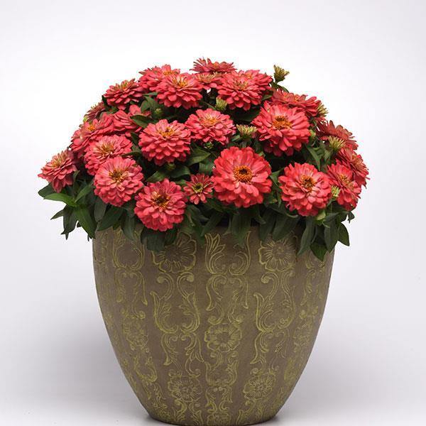 Zinnia F1 Zahara Dbl Salmon Flower Imported 20 Seeds