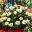 Zinnia F1 Zahara Dbl White Flower Imported 20 Seeds