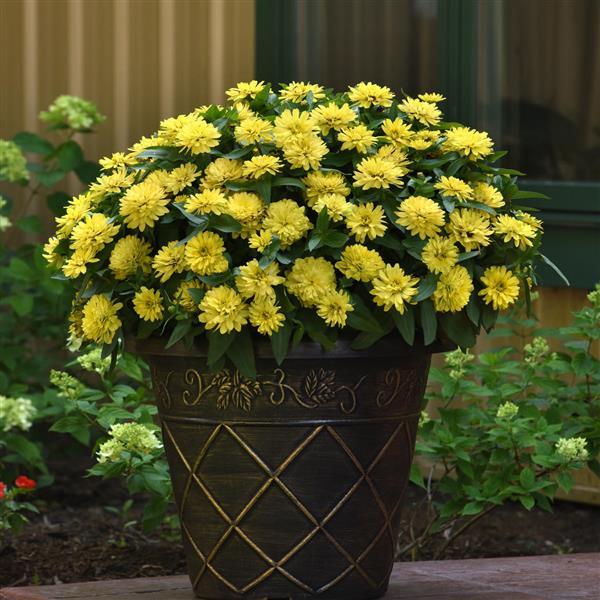 Zinnia F1 Zahara Yellow Flower Imported 20 Seeds