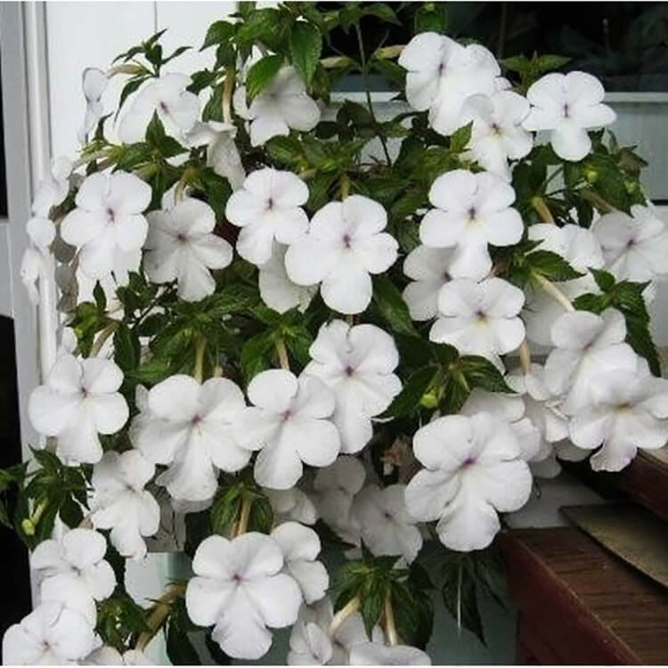 white-achimenes-flower-bulbs-plantogallery