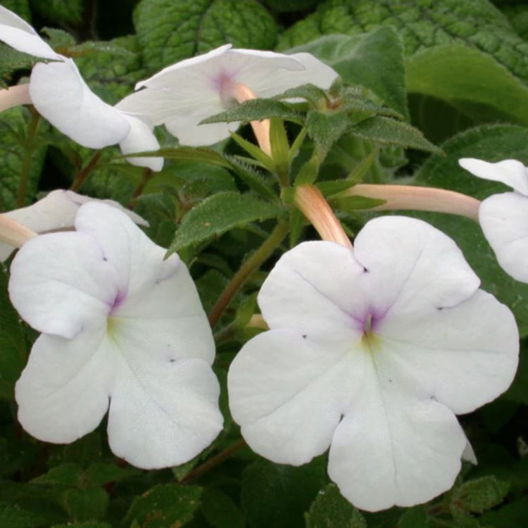 achimenes-white-flower-bulbs-plantogallery