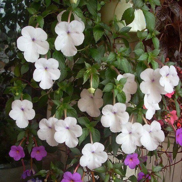 plantogallery-white-achimenes-flower-flower-bulbs