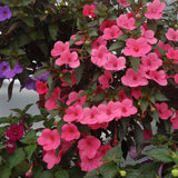 Achimenes Summer Flower Bulbs Pack Of 15 For Home Gardening By Plantogallery