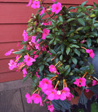 Achimenes Summer Flower Bulbs Pack Of 15 For Home Gardening By Plantogallery