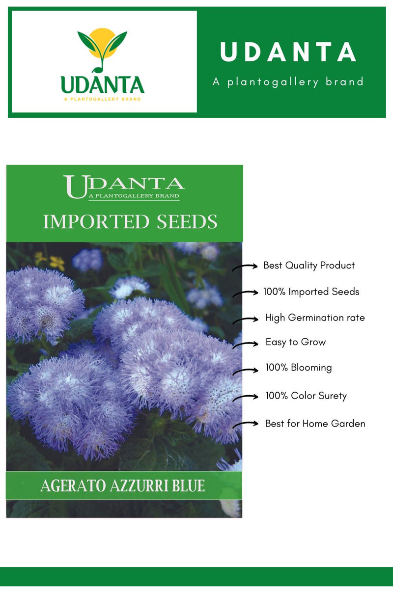 Udanta Imported Flower Seeds - Agerato Alto Fiori Azzurri Ageratum Flower Seeds - Qty 1Gm (Blue) Pack of 5 Pkt