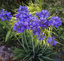 Agapanthus Flower Bulbs – Hardy, Low Maintenance, Beautiful Blue Blossoms