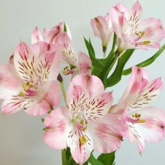 Alstroemeria Flower Bulb Pack Of 1 (Pink Bio)