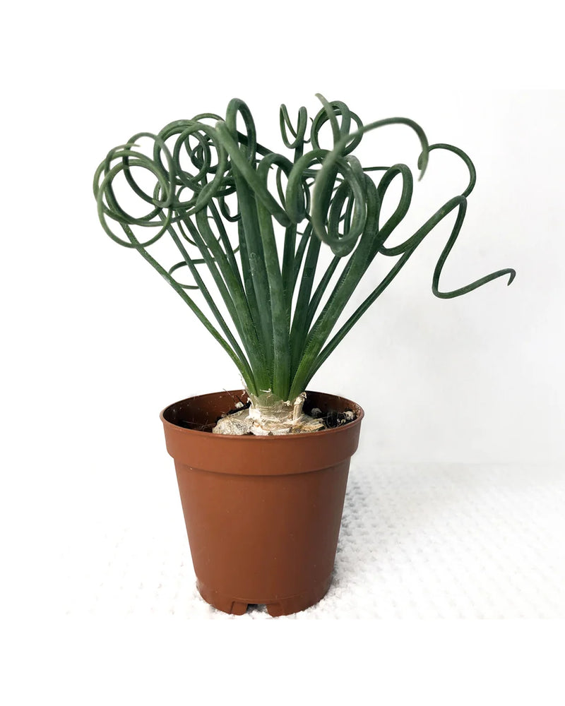 Plantogallery Albuca Spiralis Live Plant Flower Bulb Rare Variety - Pack 1pcs