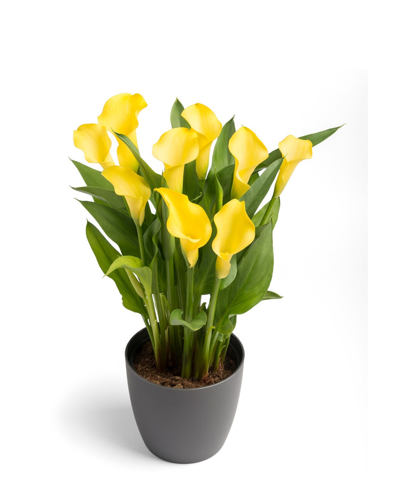 Zantedeschia - Calla lily Alice Springs Imported Flower Bulbs Size 14/16 (Yellow)