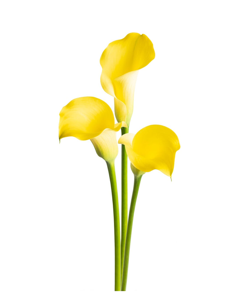 Zantedeschia - Calla lily Alice Springs Imported Flower Bulbs Size 14/16 (Yellow)