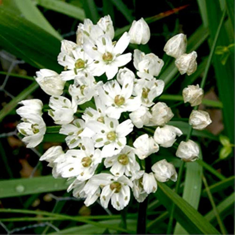 Plantogallery Allium Cowani Imported Flower Bulbs Size 5/6