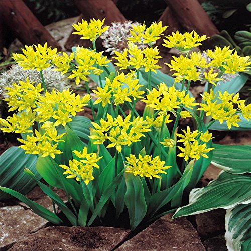 Plantogallery Allium Moly Imported Flower Bulbs Size 5/6