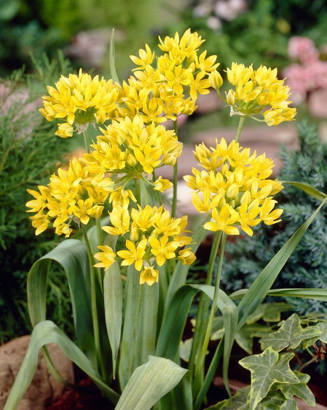 Plantogallery Allium Moly Imported Flower Bulbs Size 5/6