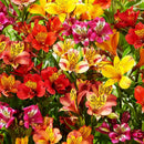 Alastromeria Flower Bulbs for Winter Season