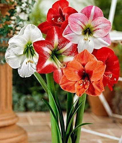 Plantogallery Amryllis Lily Mix Flower Bulbs Size (Std)