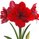 PLANTOGALLERY Amaryllis Lily Double Multipetal Flower Bulbs
