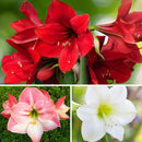 PLANTOGALLERY Amaryllis Lily Mutilcolor Flower Bulbs
