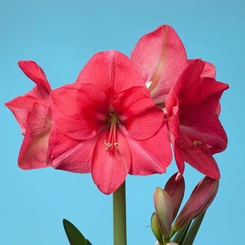 Imported Pink Rival - Amaryllis Lily Flower Bulbs and Rhizomes New Pack - Qty 1pcs (Pink) Live Green