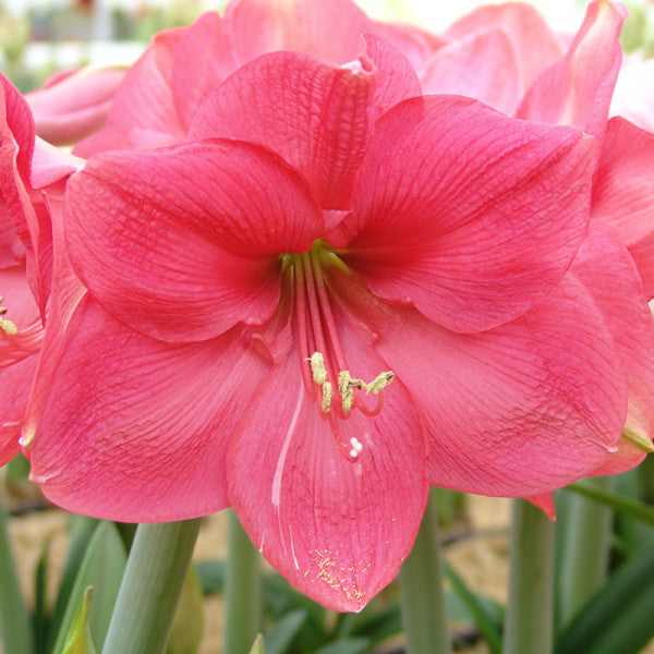 Imported Pink Rival - Amaryllis Lily Flower Bulbs and Rhizomes New Pack - Qty 1pcs (Pink) Live Green