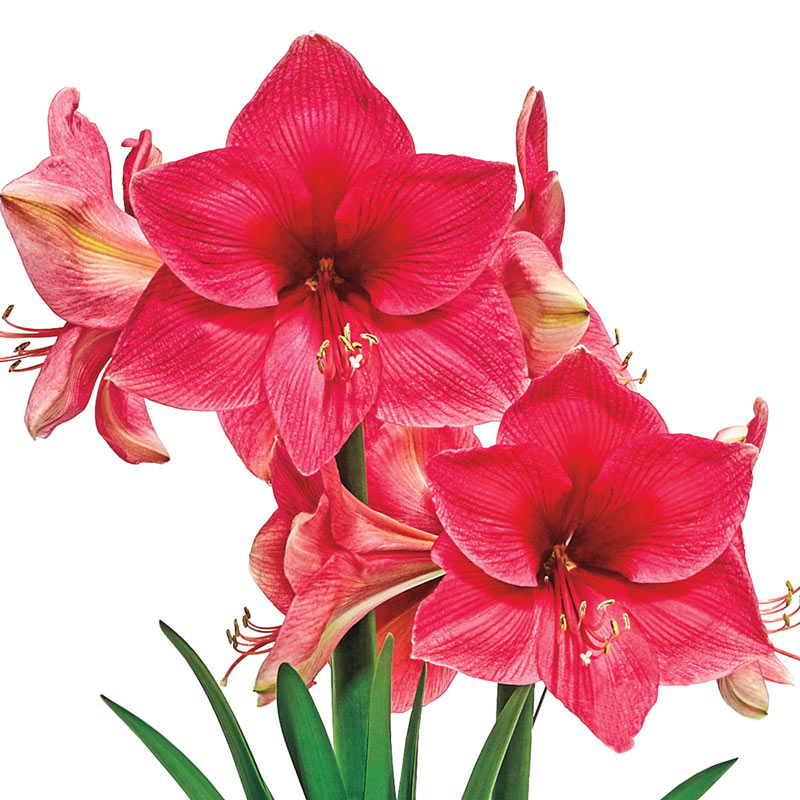 Imported Pink Rival - Amaryllis Lily Flower Bulbs and Rhizomes New Pack - Qty 1pcs (Pink) Live Green