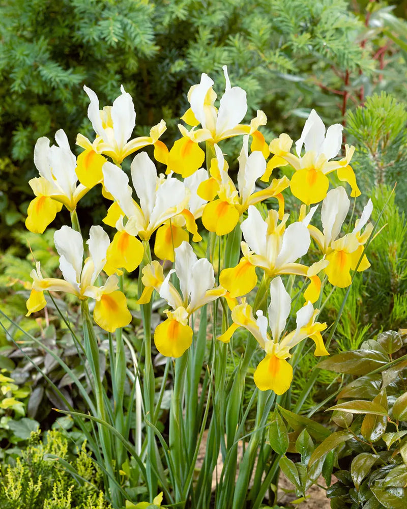 Plantogallery Dutch Iris Apollo Imported Flower Bulbs Size 6/7 (Yellow White)