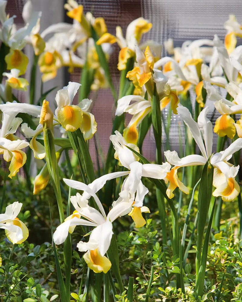 Plantogallery Dutch Iris Apollo Imported Flower Bulbs Size 6/7 (Yellow White)