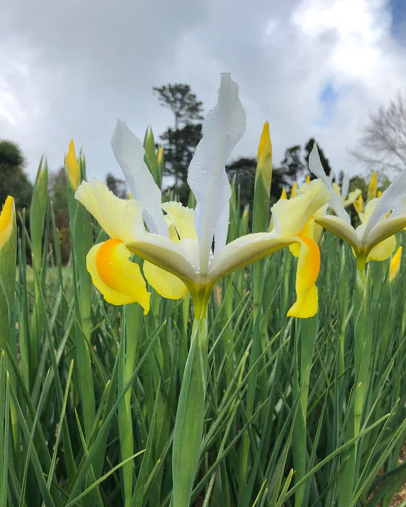 Plantogallery Dutch Iris Apollo Imported Flower Bulbs Size 6/7 (Yellow White)