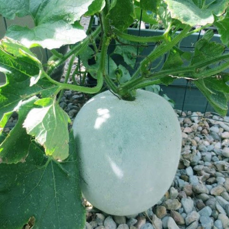 Ash Gourd Seeds for Planting - Pack of 20 Seeds