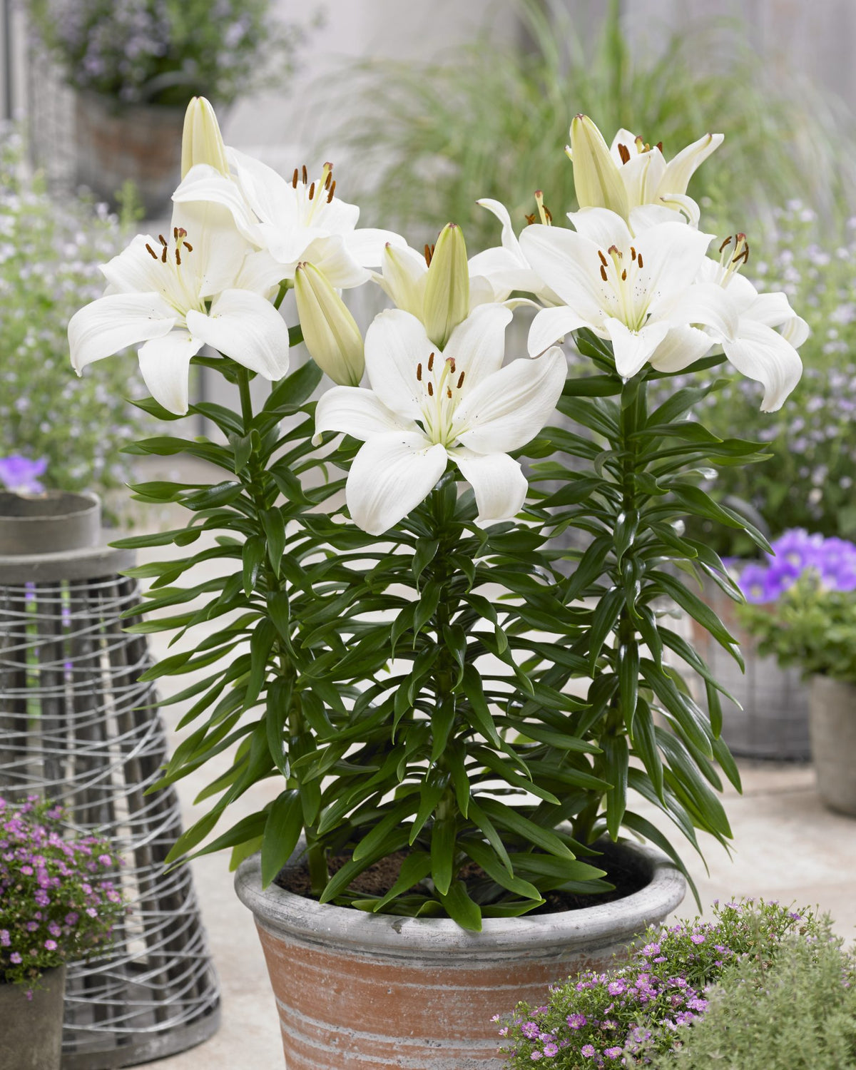 Asiatic Lilly | Lilium Size 12-14