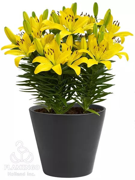 Plantogallery Dwarf Asiatic Lily Golden Matrix Flower Bulbs Size 12/14