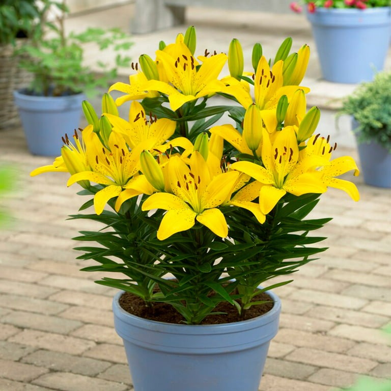 Plantogallery Dwarf Asiatic Lily Golden Matrix Flower Bulbs Size 12/14