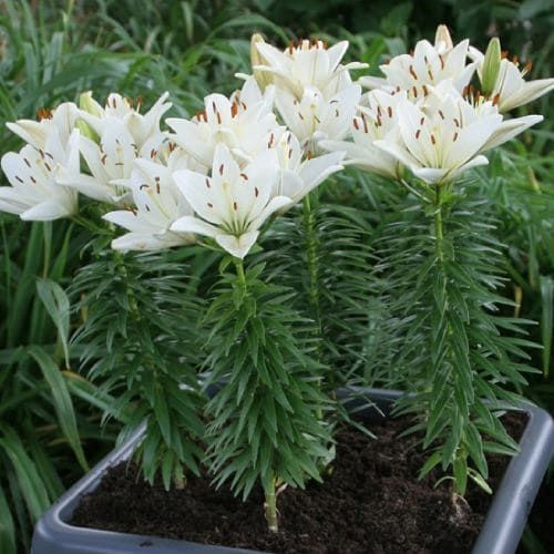 Plantogallery Dwarf Asiatic Lily Gwen Flower Bulbs Size 12/14