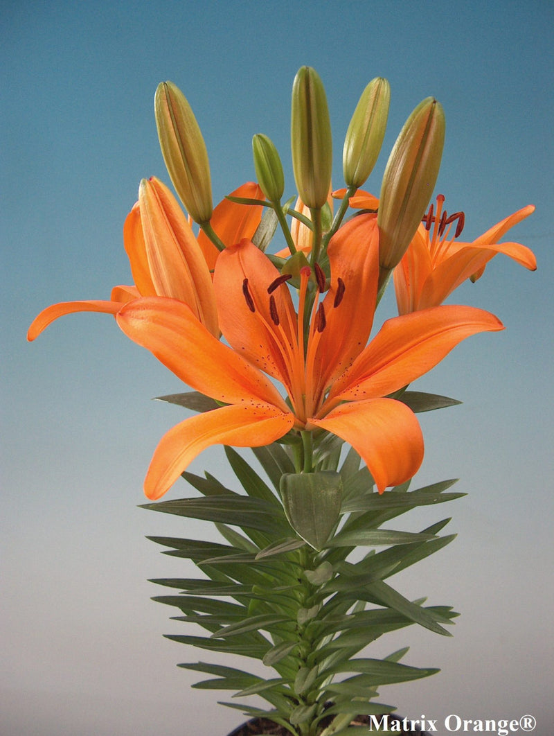 Plantogallery Dwarf Asiatic Lily Orange Matrix Flower Bulbs Size 12/14