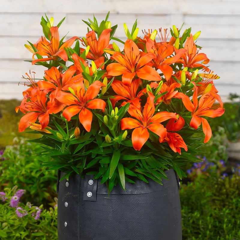 Plantogallery Dwarf Asiatic Lily Orange Matrix Flower Bulbs Size 12/14