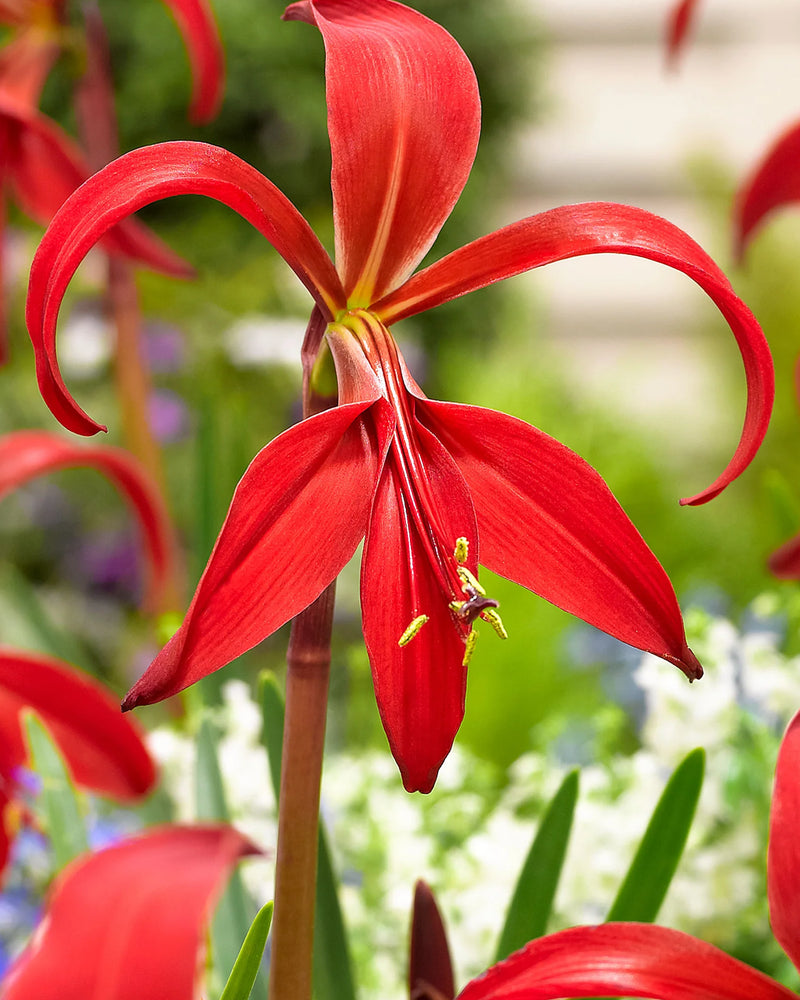 Plantogallery Aztec Lily Flower Bulbs (Red)