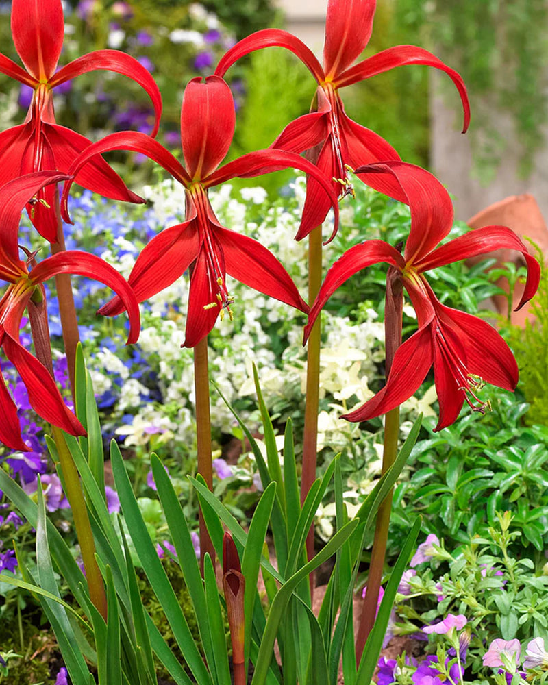 Plantogallery Aztec Lily Flower Bulbs (Red)