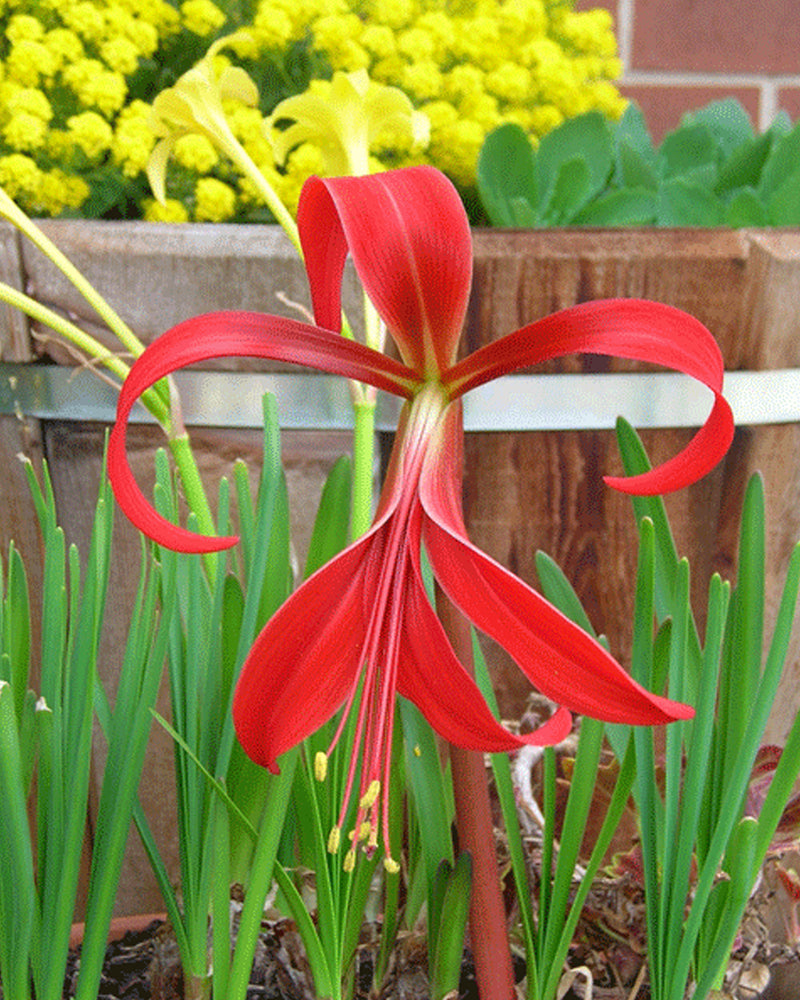 Plantogallery Aztec Lily Flower Bulbs (Red)