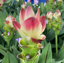 Imported Curcuma Alismatifolia  Siam Tulip Flower Bulbs