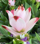 Imported Curcuma Alismatifolia  Siam Tulip Flower Bulbs