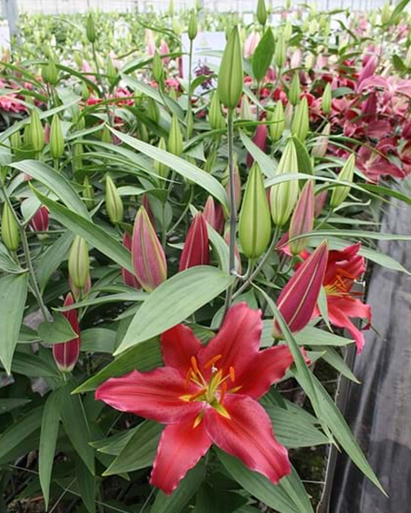 Plantogallery Oriental Lily Variety "Bacardi" (Red)