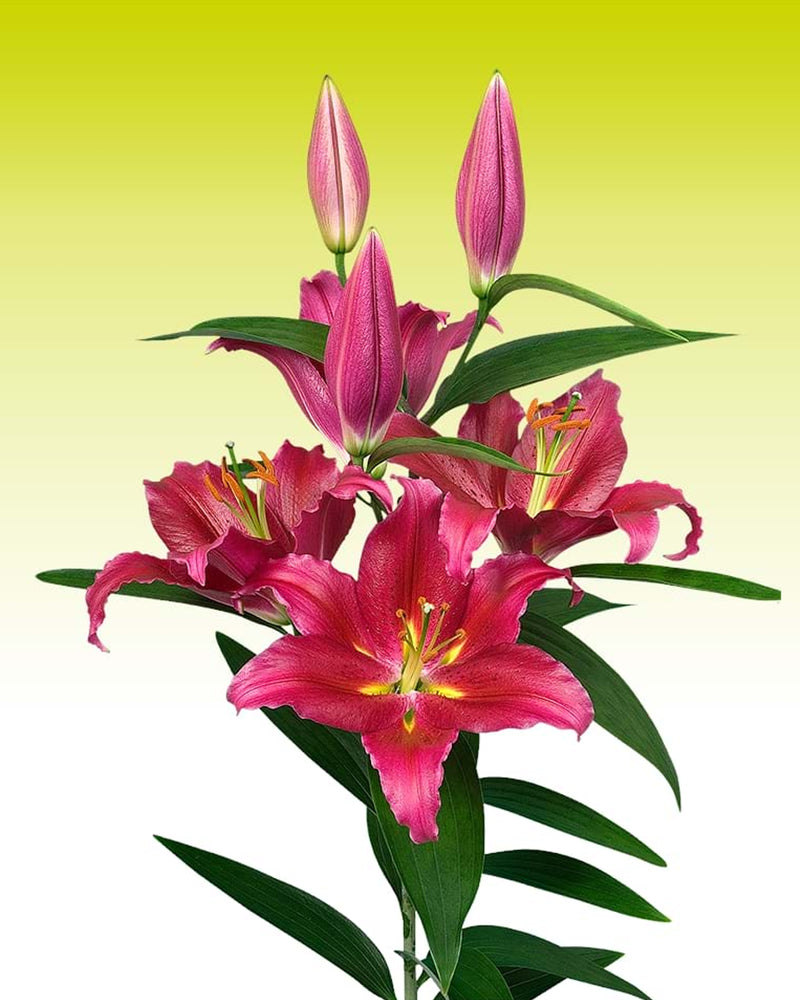 Plantogallery Oriental Lily Variety "Bacardi" (Red)