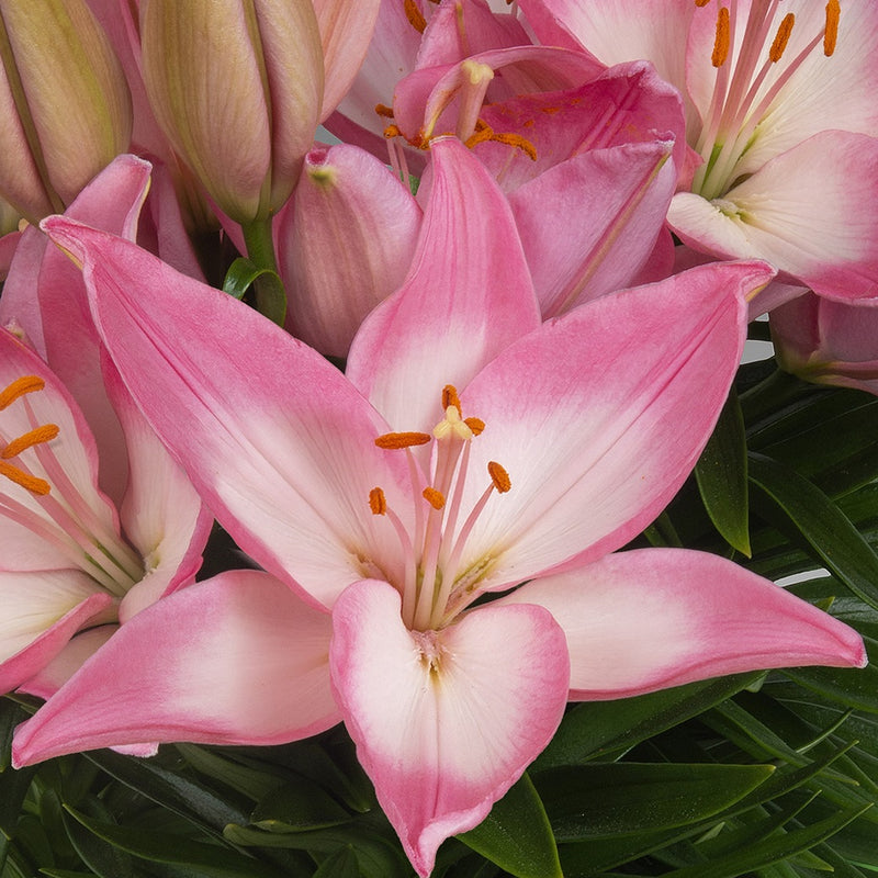 Plantogallery Pot Lilium Dwarf Variety "Trendy Barcelona" (Bio-Pink)