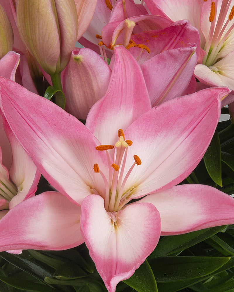 Plantogallery Pot Lilium Dwarf Variety "Trendy Barcelona" (Bio-Pink)