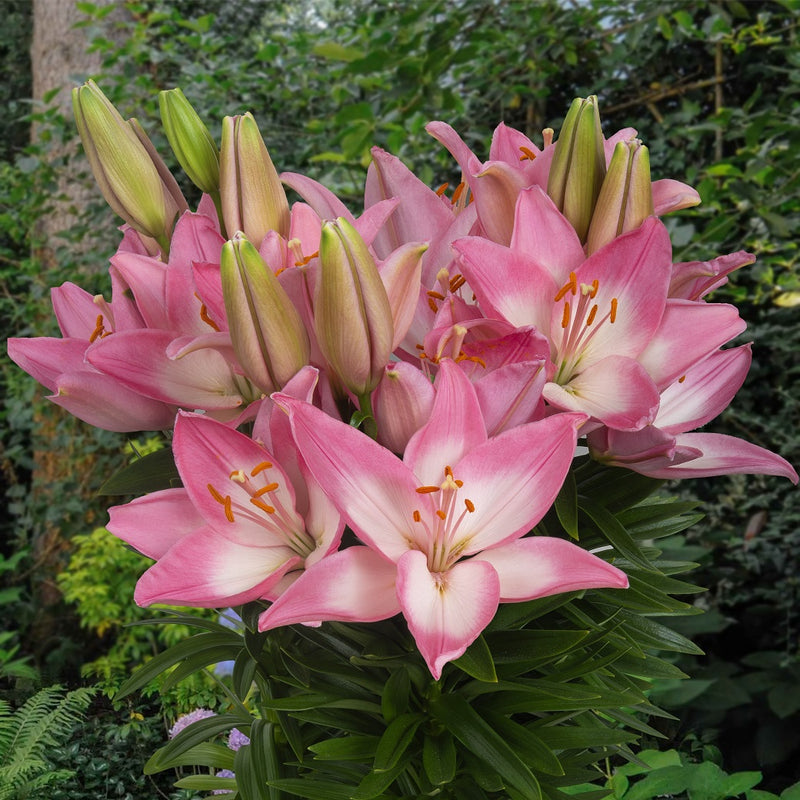 Plantogallery Pot Lilium Dwarf Variety "Trendy Barcelona" (Bio-Pink)