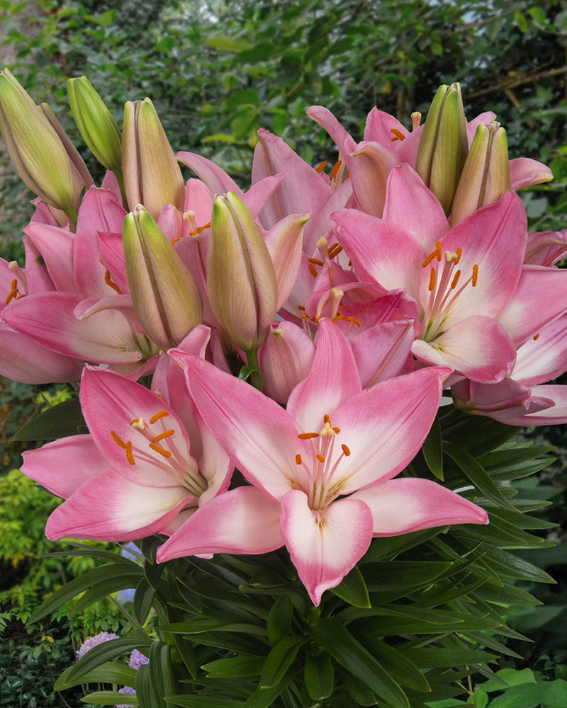 Plantogallery Pot Lilium Dwarf Variety "Trendy Barcelona" (Bio-Pink)