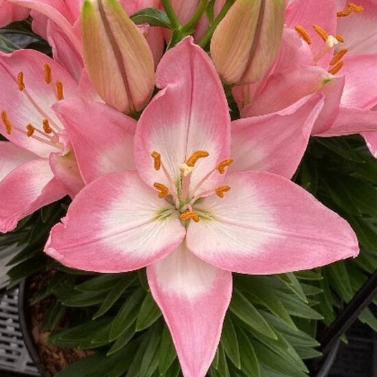 Plantogallery Pot Lilium Dwarf Variety "Trendy Barcelona" (Bio-Pink)