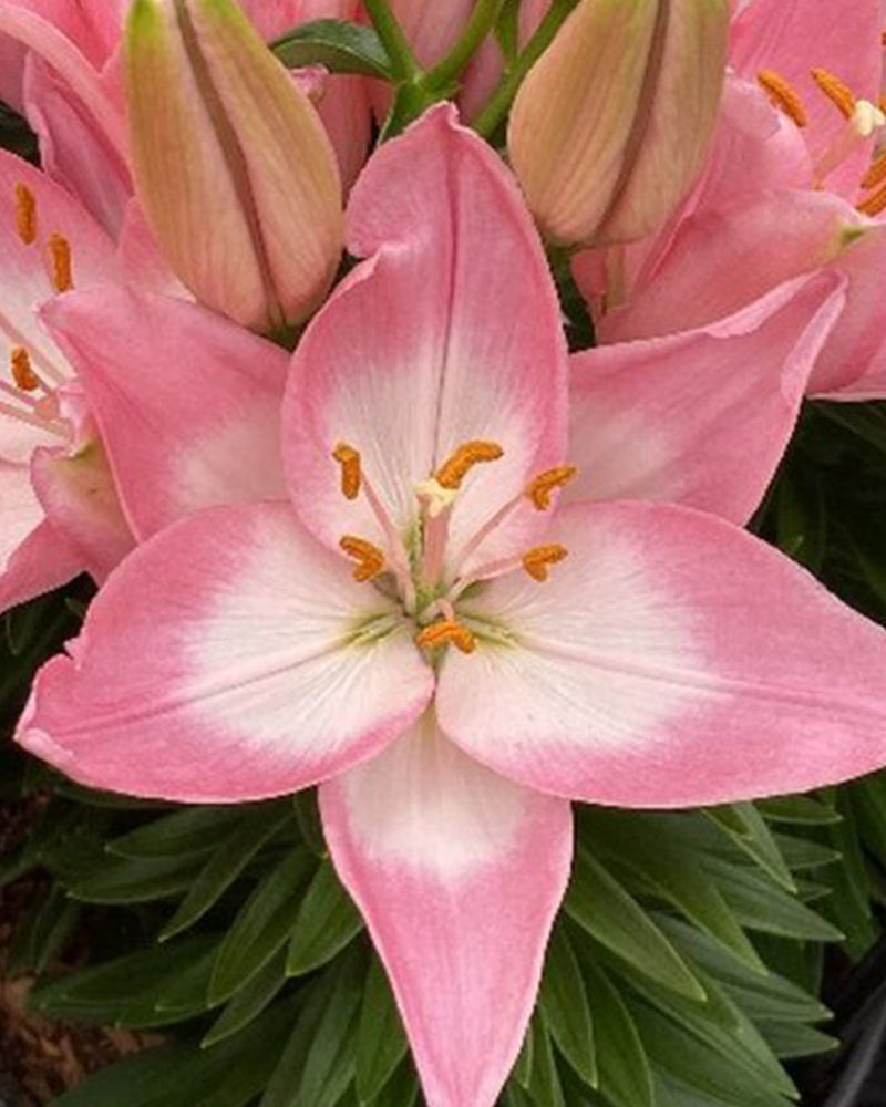 Plantogallery Pot Lilium Dwarf Variety "Trendy Barcelona" (Bio-Pink)