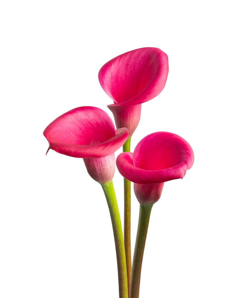 Zantedeschia - Calla lily Beijing Imported Flower Bulbs Size 14/16 (Red)