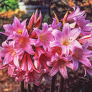 Belladonna - Amaryllis Lily Variety Perennial Flower Bulbs